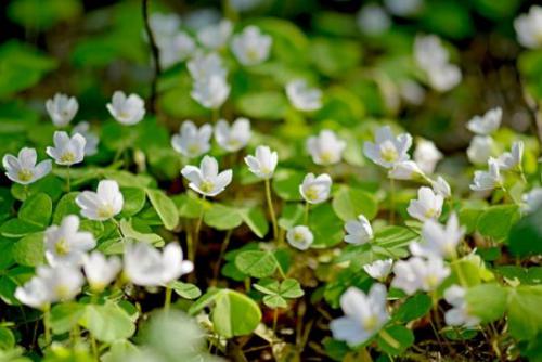 Szczawik zajęczy (Oxalis acetosella)