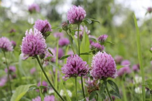 Koniczyna czerwona (Trifolium pratense L.)