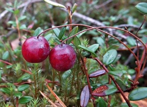 Żurawina (Vaccinium sect. Oxycoccus)