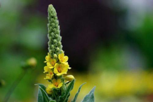 Dziewanna (Verbascum L.) 