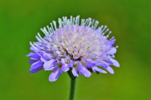 Świerzbnica polna (Knautia arvensis)