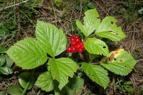 Malina kamionka (Rubus saxatilis)