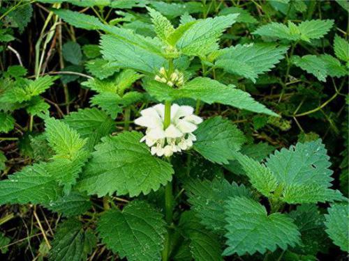 Jasnota biała (Lamium album L.)