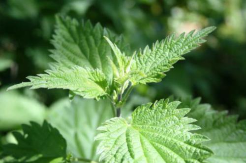 Pokrzywa zwyczajna (Urtica dioica L.)