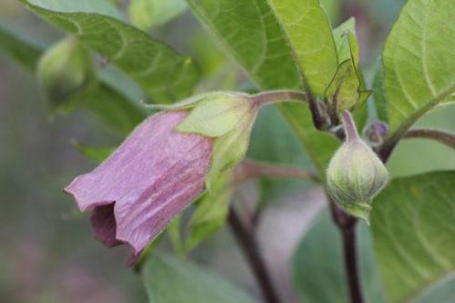 Pokrzyk wilcza jagoda (Atropa belladonna L.)