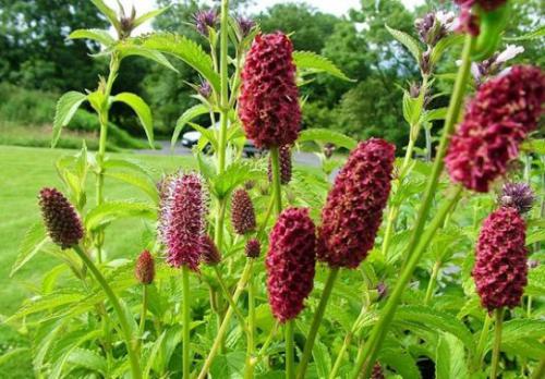 Krwiściąg lekarski (Sanguisorba officinalis L.)