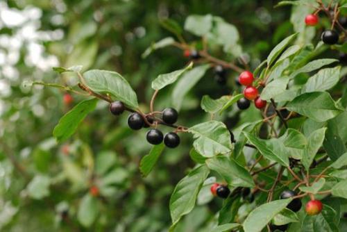 Kruszyna pospolita (Frangula alnus Mill.)