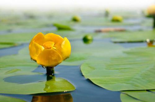 Grążel żółty (Nuphar lutea)