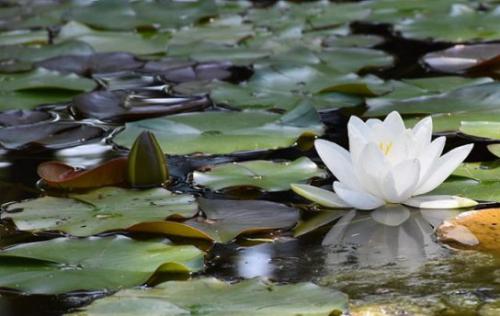 Grzybienie białe (Nymphaea alba L.)