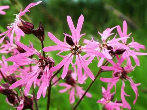 Firletka poszarpana (Silene flos-cuculi)