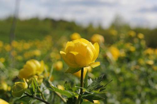 Pełnik europejski (Trollius europaeus L.)