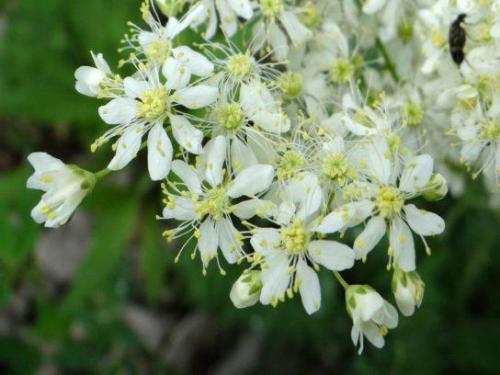 Wiązówka bulkwowa (Filipendula vulgaris)