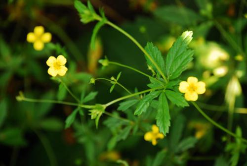 Pięciornik kurze ziele (Potentilla erecta)