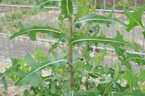 Sałata kompasowa (Lactuca serriola L.)