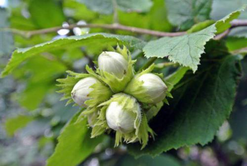 Leszczyna (Corylus L.) 