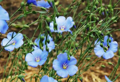 Len zwyczajny (Linum usitatissimum L.) 