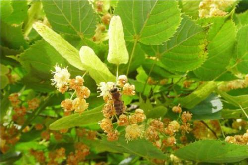 Lipa drobnolistna (Tilia cordata Mill.)