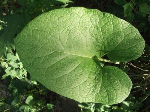 Łopian większy (Arctium lappa L.)