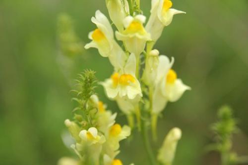 Lnica (Linaria L.)