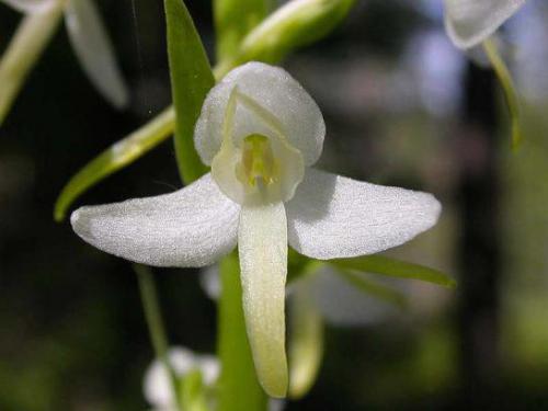 Podkolan biały (Platanthera bifolia)